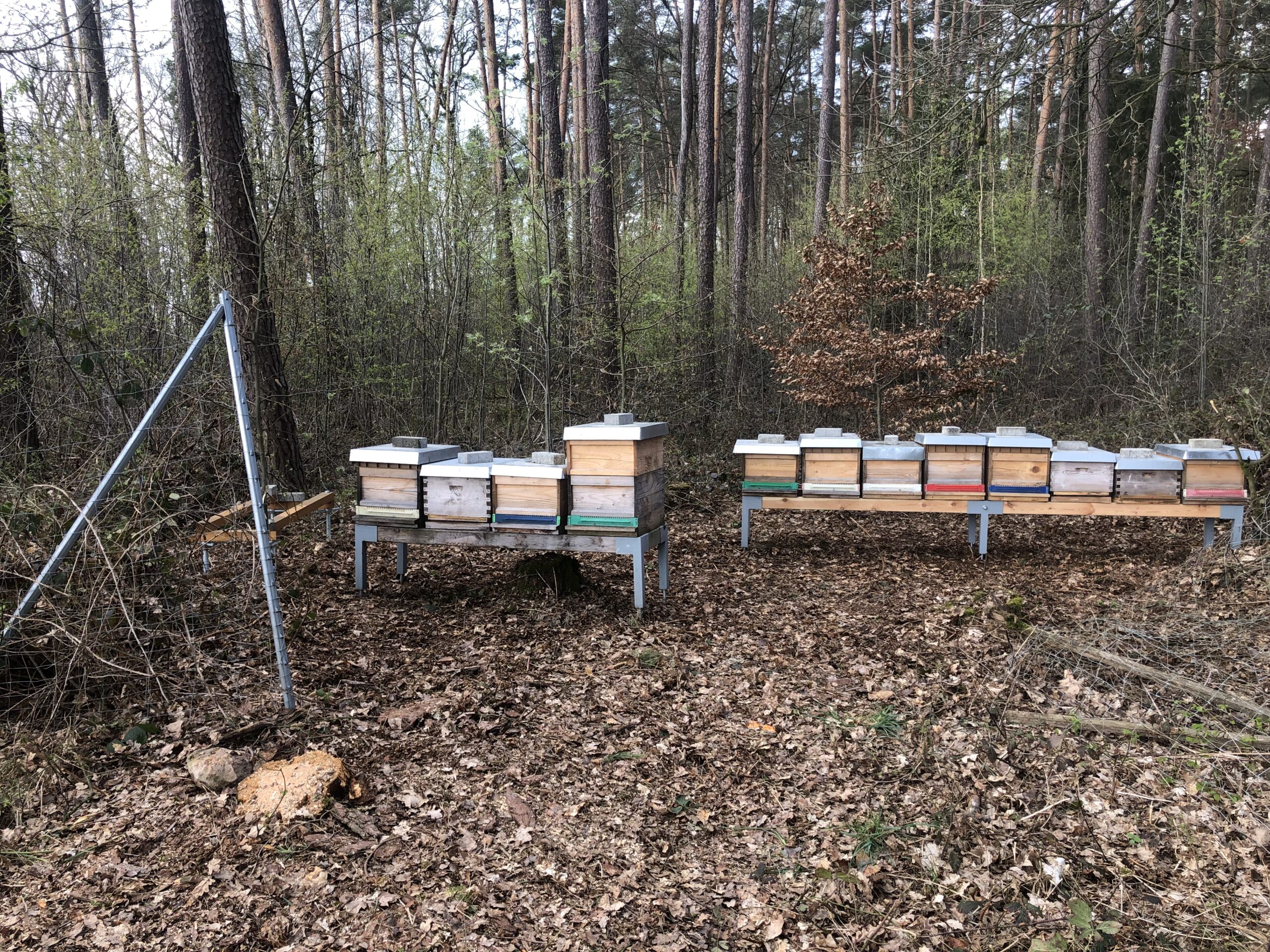 Königinnen und Ableger Erwerben 4 IMG 0434 scaled