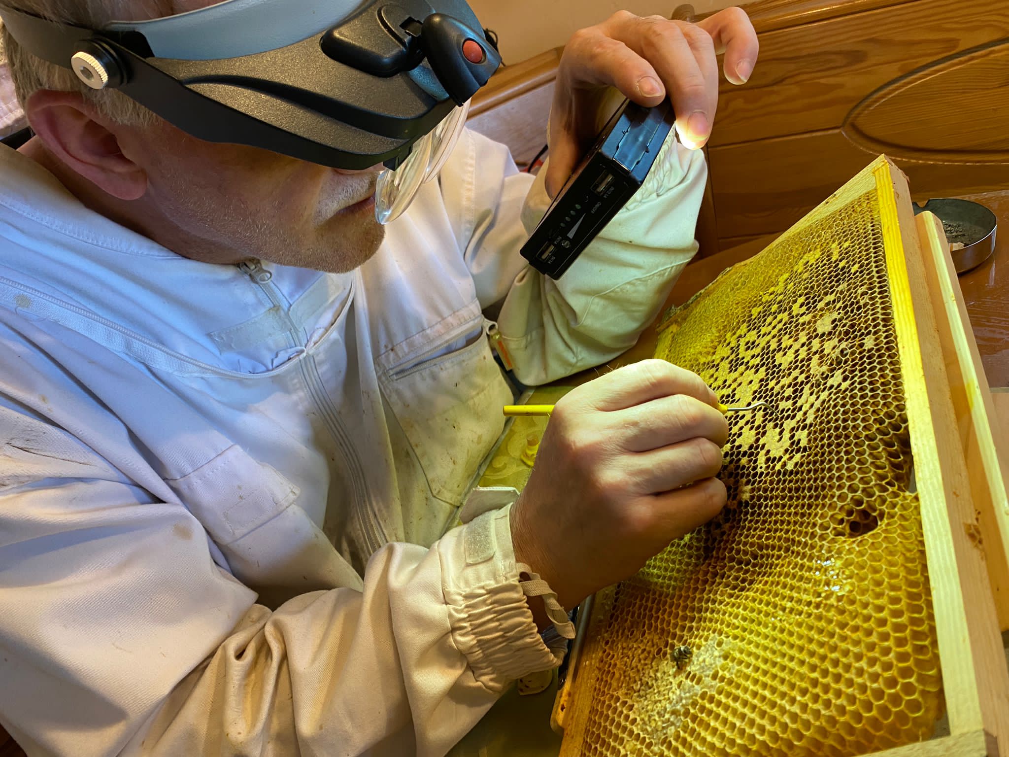 Zucht und Begattung 1 IMG 0615