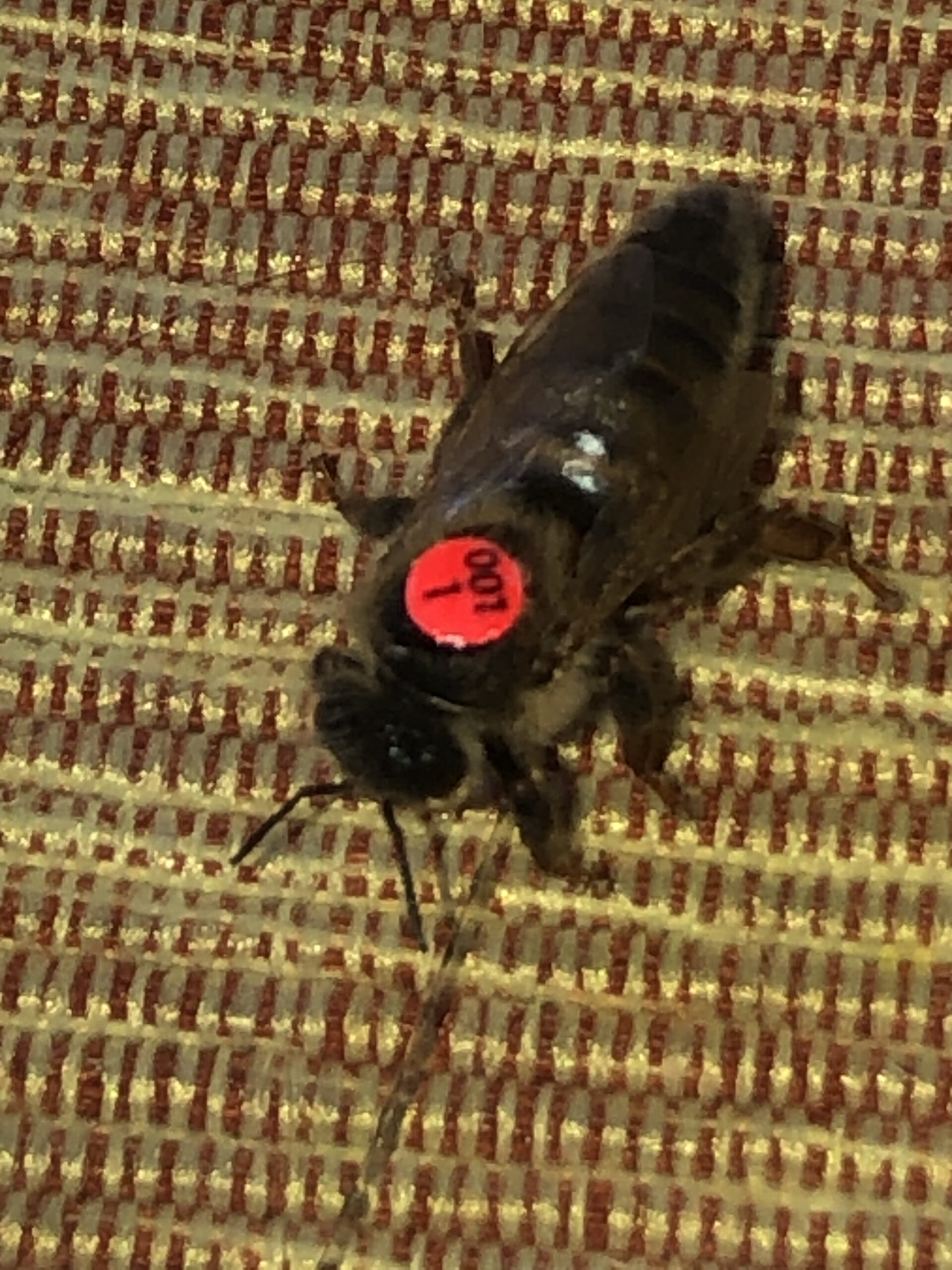 Königinnen und Ableger Erwerben 1 IMG 1993 scaled